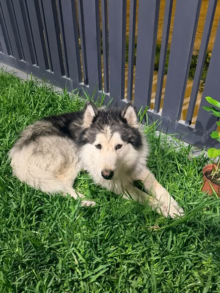 Dog sighting photo