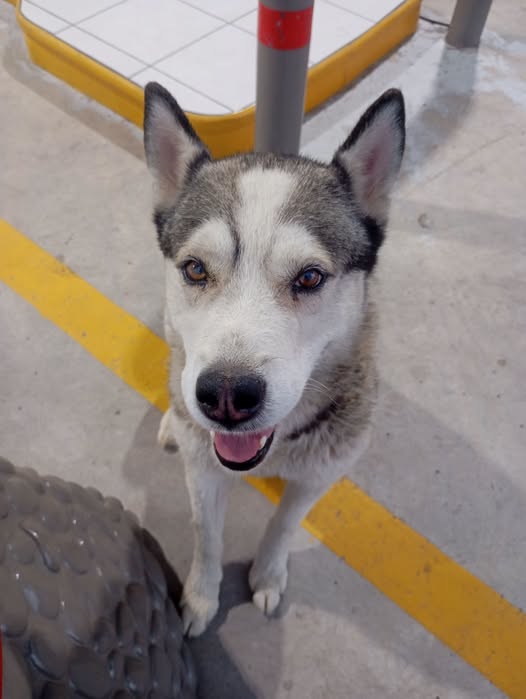 Dog sighting photo