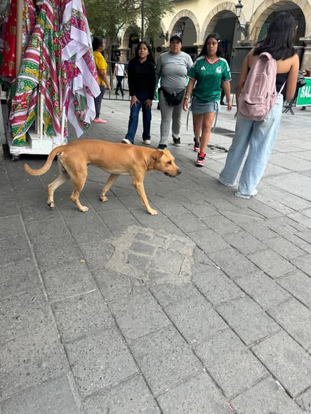 Foto del avistamiento de perro