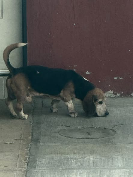 Dog sighting photo