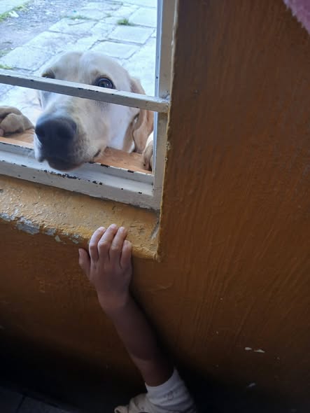 Foto del avistamiento de perro