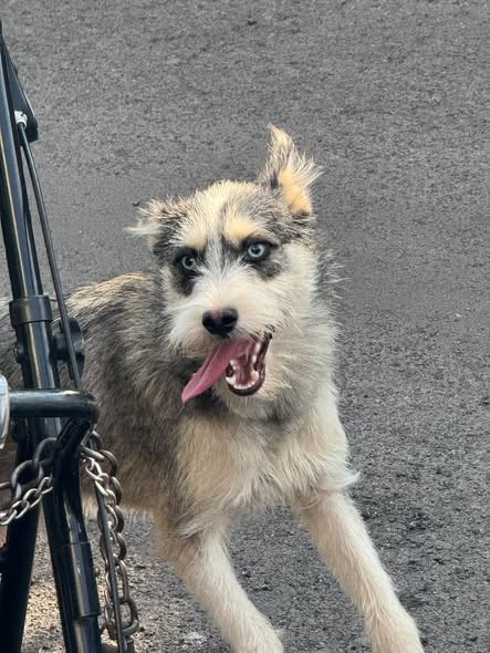 Foto del avistamiento de perro