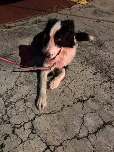 Dog sighting photo