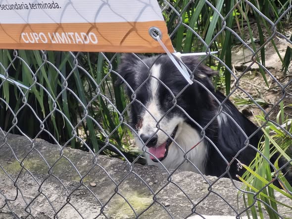 Foto del avistamiento de perro