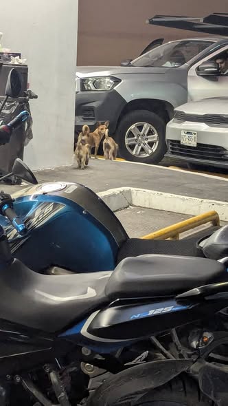 Dog sighting photo
