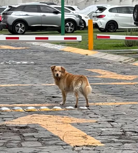 Dog sighting photo