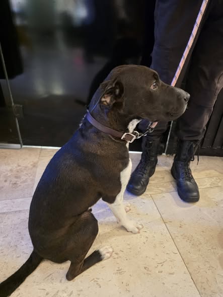 Foto del avistamiento de perro