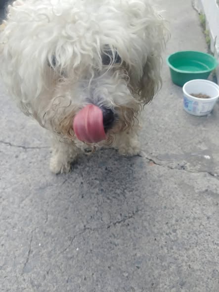 Foto del avistamiento de perro