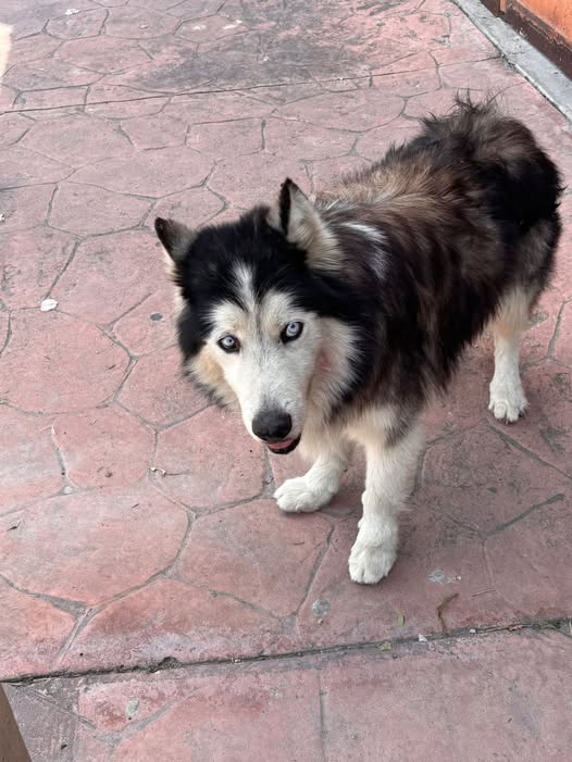 Foto del avistamiento de perro