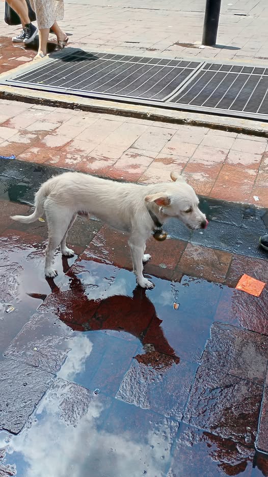 Dog sighting photo