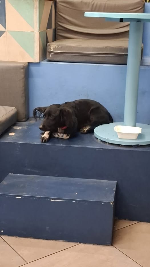 Foto del avistamiento de perro