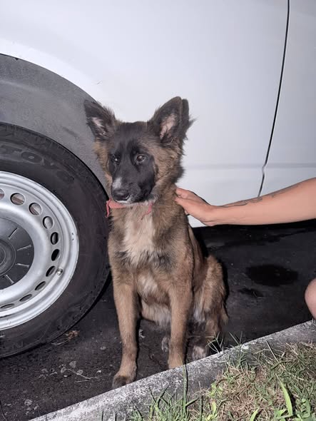 Foto del avistamiento de perro