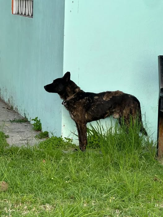 Foto del avistamiento de perro