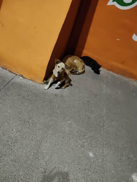 Foto del avistamiento de perro