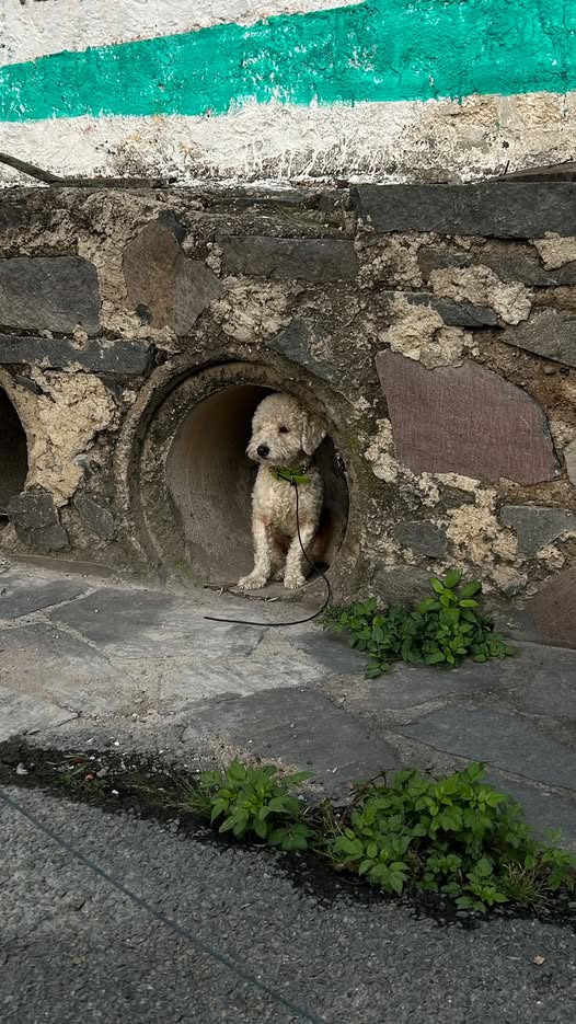 Dog sighting photo