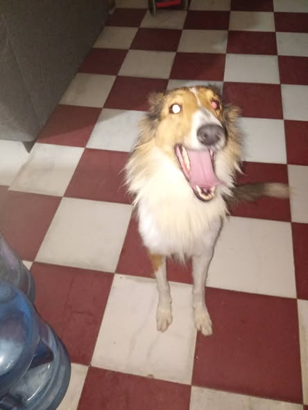 Foto del avistamiento de perro