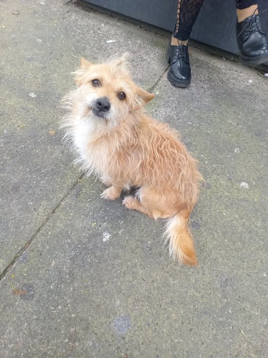 Dog sighting photo