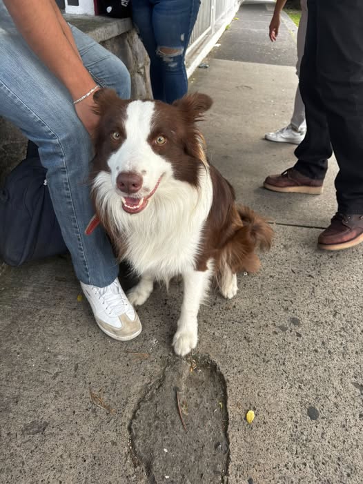 Foto del avistamiento de perro