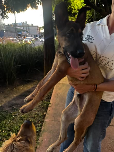 Dog sighting photo
