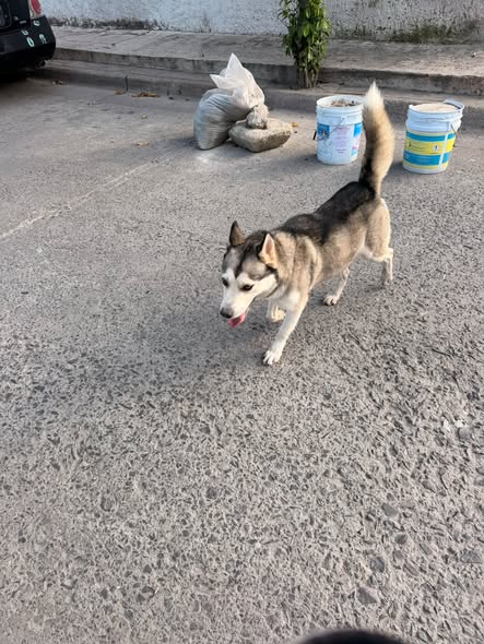 Foto del avistamiento de perro