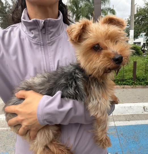Dog sighting photo