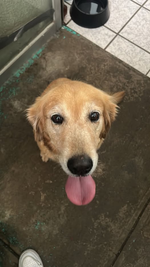 Dog sighting photo