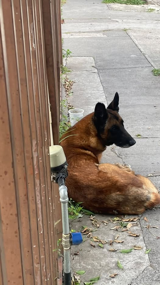 Foto del avistamiento de perro