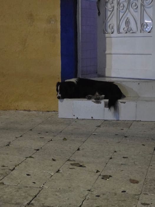 Dog sighting photo