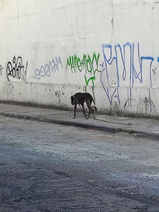 Foto del avistamiento de perro