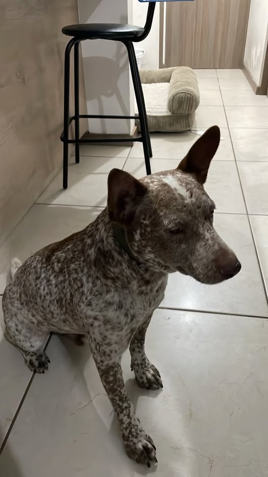 Foto del avistamiento de perro