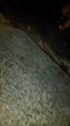 Dog sighting photo