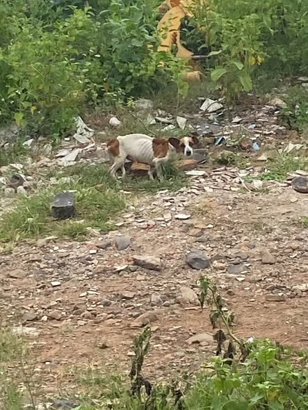 Foto del avistamiento de perro