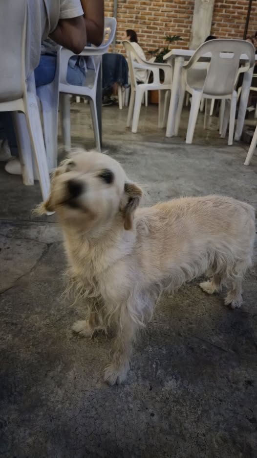 Foto del avistamiento de perro