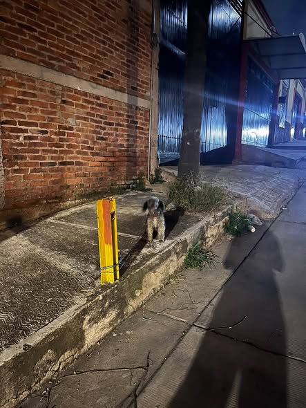 Foto del avistamiento de perro