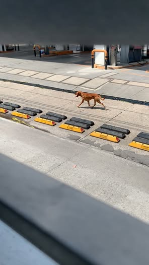 Foto del avistamiento de perro