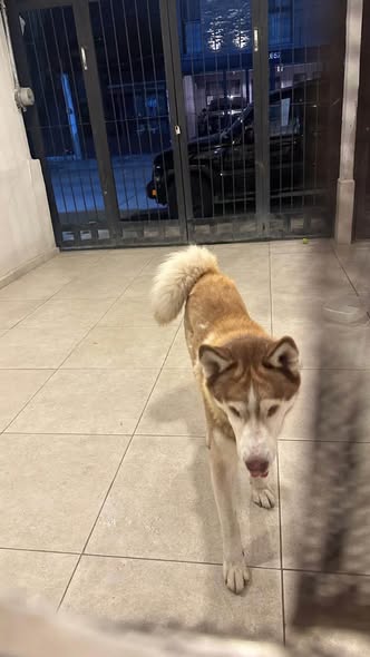 Foto del avistamiento de perro