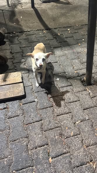 Foto del avistamiento de perro