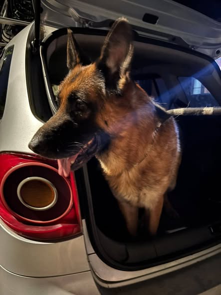 Dog sighting photo