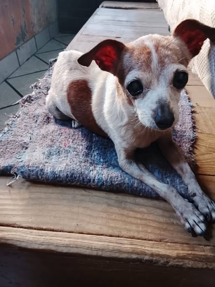 Foto del avistamiento de perro