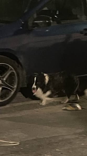 Foto del avistamiento de perro