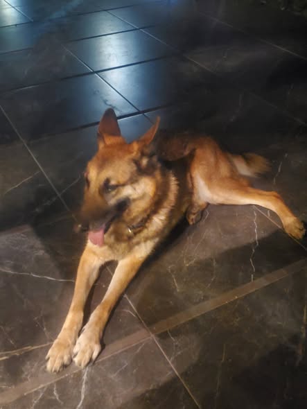 Foto del avistamiento de perro