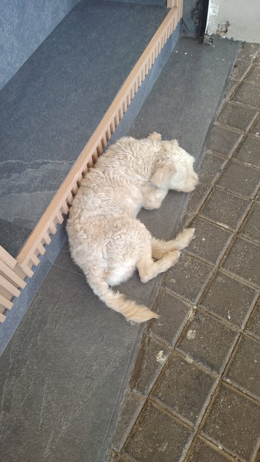 Foto del avistamiento de perro
