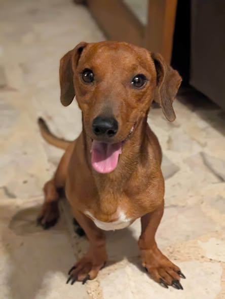 Dog sighting photo