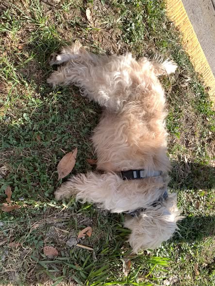 Foto del avistamiento de perro