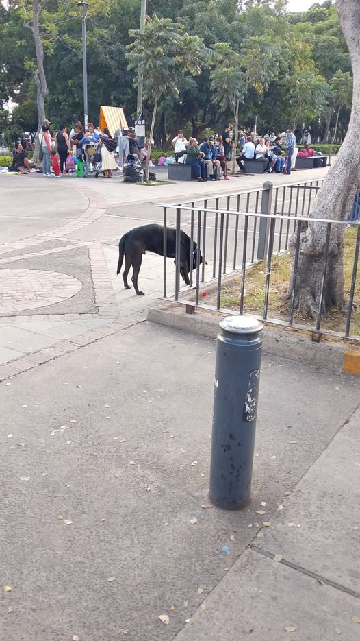 Foto del avistamiento de perro