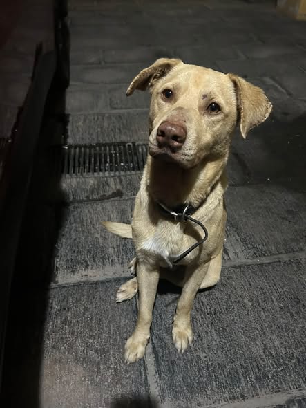 Foto del avistamiento de perro