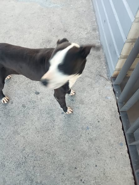 Dog sighting photo