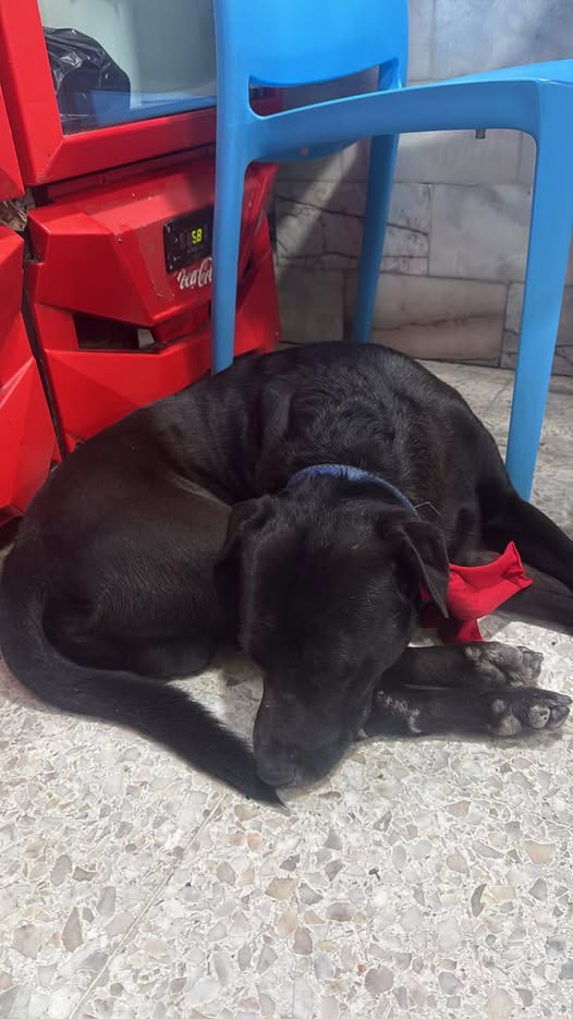 Dog sighting photo