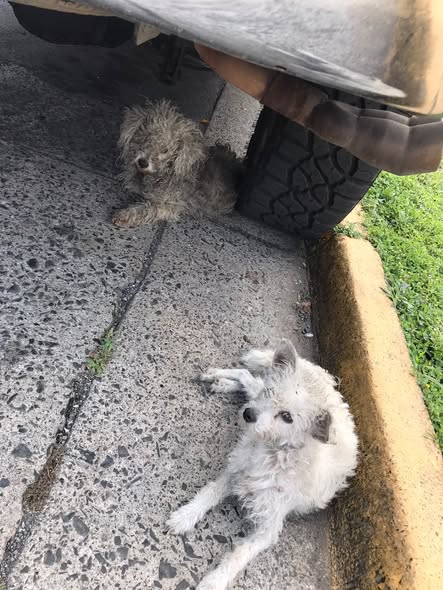 Dog sighting photo