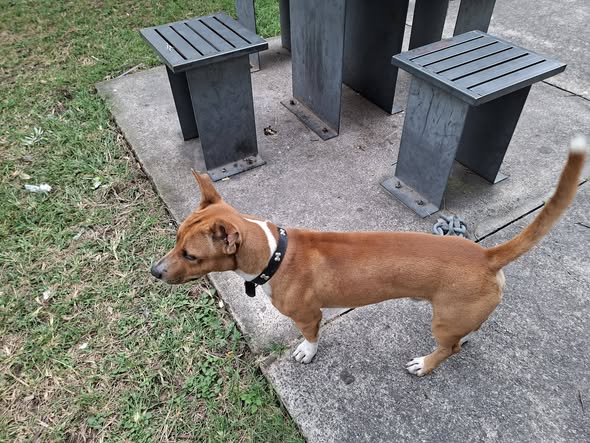 Foto del avistamiento de perro